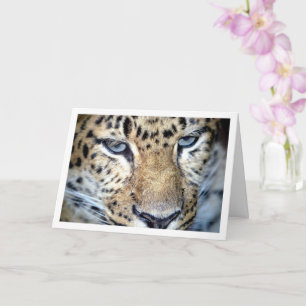 Tarjeta Cara de leopardo