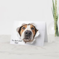 Cara De Perro De Hound De Cumpleaños En Hoyo De Pa