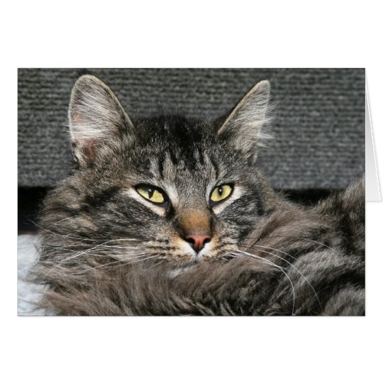 Tarjeta Cara del gato de Coon de Maine