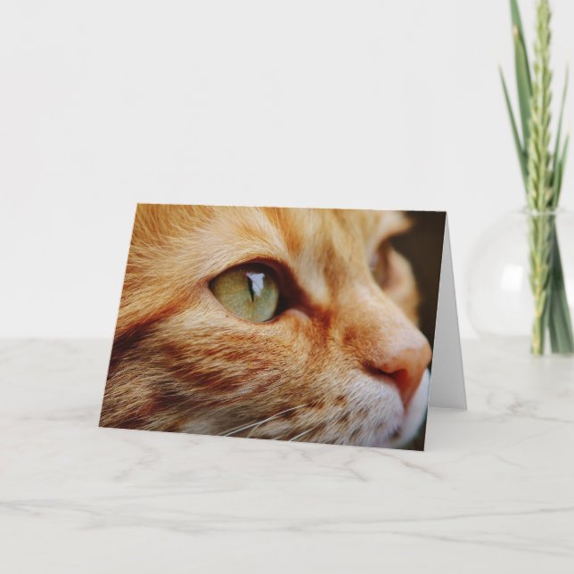 Tarjeta Cara determinada de un gato jengibre (Anverso)