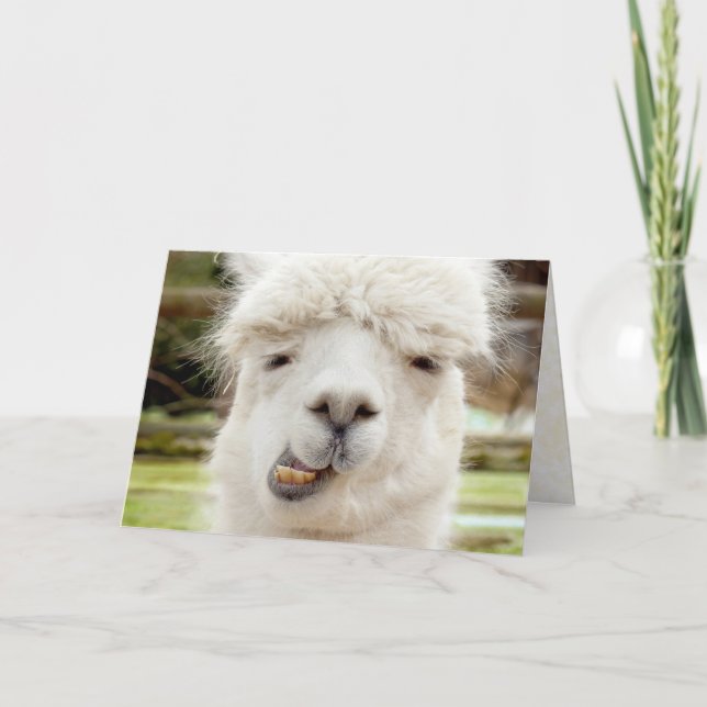 Tarjeta Cara divertida de la alpaca (Anverso)