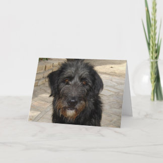 Tarjeta Cara melenuda del perro negro