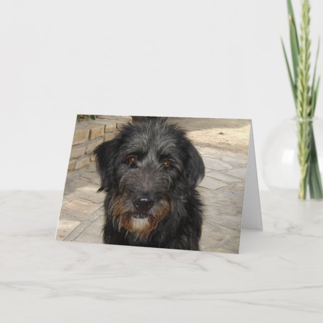 Tarjeta Cara melenuda del perro negro (Anverso)
