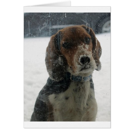 Tarjeta Cara triste del beagle Nevado que mira dentro