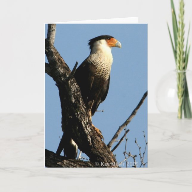 TARJETA CARACARA-1-04 (Anverso)