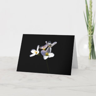Tarjeta Cardamine Pratensis Flores gca