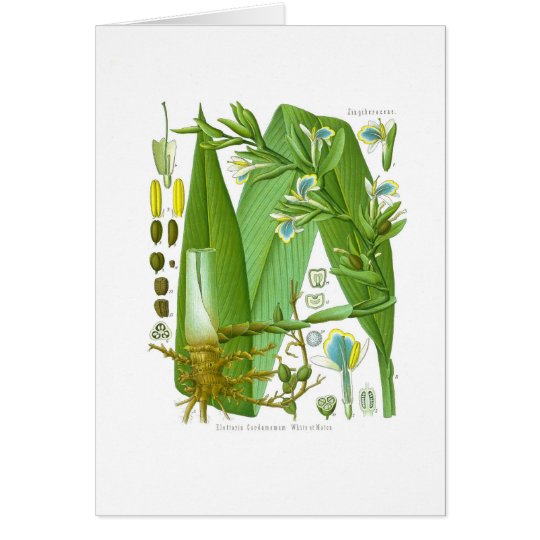 Tarjeta Cardamomo