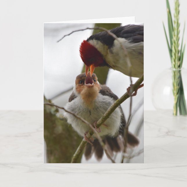 Tarjeta Cardenal Amarillo-cargado en cuenta joven de (Anverso)