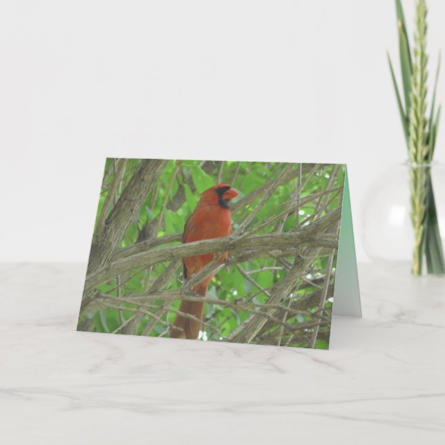 Tarjeta Cardenal curdo en blanco de foto de árbol (Anverso)