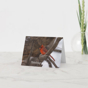 Tarjeta Cardenal de tormenta de nieve