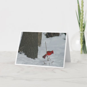 Tarjeta Cardenal en la nieve