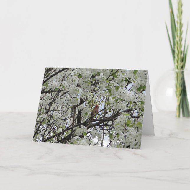 Tarjeta Cardenal entre los flores blancos (Anverso)