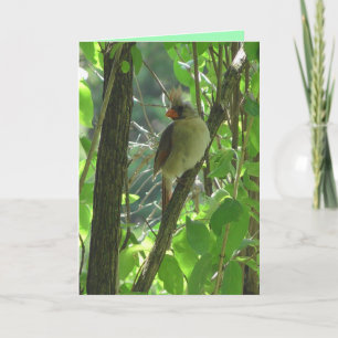 Tarjeta Cardenal hembra en blanco arbolado