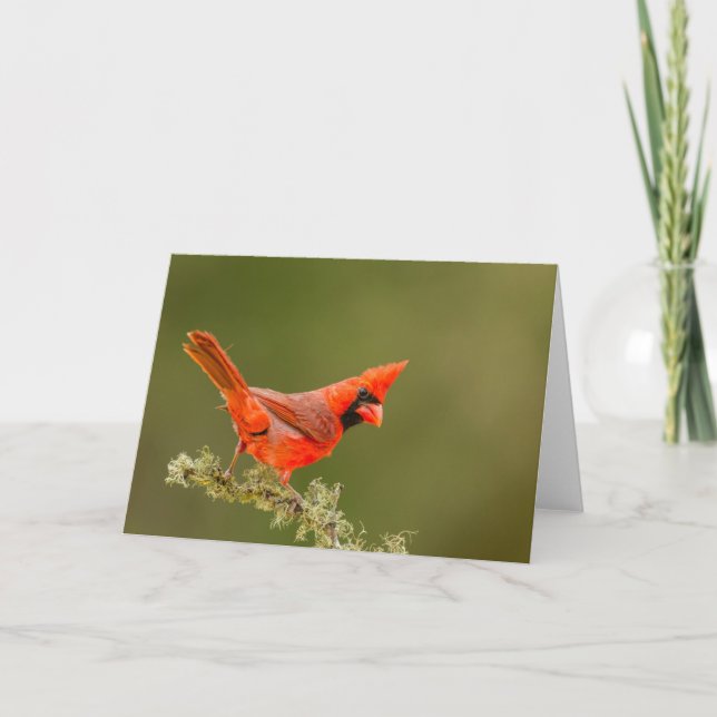 Tarjeta Cardenal macho en rama (Anverso)