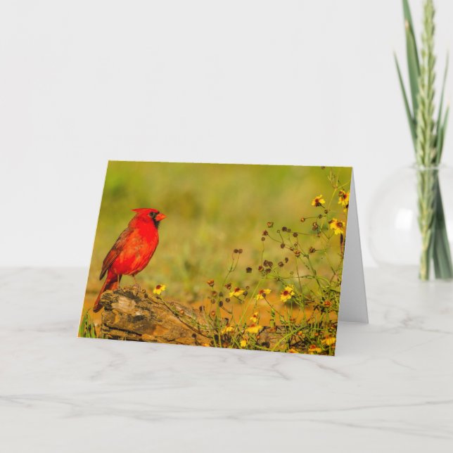 Tarjeta Cardenal macho en tronco (Anverso)