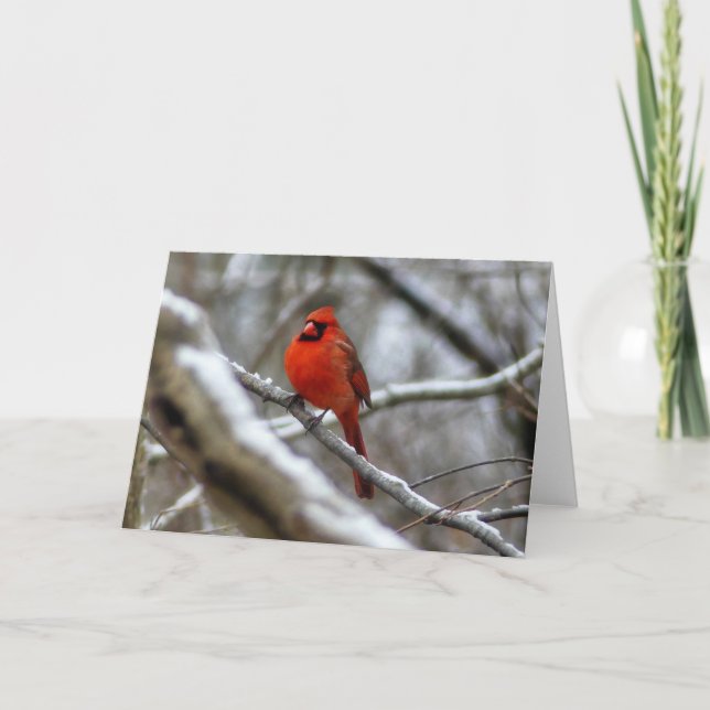 Tarjeta Cardenal masculino (Anverso)