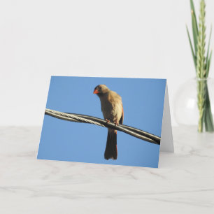 Tarjeta Cardenal mujer en una fotografía de alambre y pája