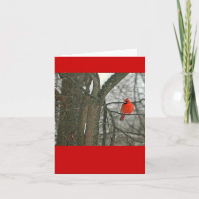 Tarjeta Cardenal rojo brillante en rama de árbol (fotograf (Anverso)