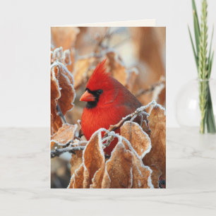 Tarjeta Cardenal Rojo de Sempaticia en Hojas de Otoño Hela
