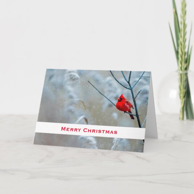Tarjeta Cardenal Rojo en Foto de Navidad de Naturaleza de  (Anverso)