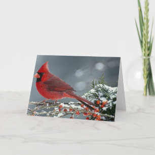 Tarjeta Cardenal rojo en la rama helada del acebo