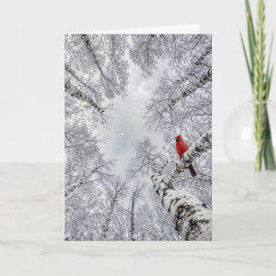 Tarjeta Cardenal Rojo en un Bosque de Abedules Blancos de