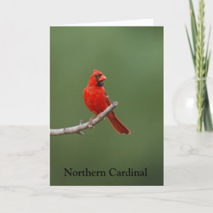 Tarjeta Cardenal septentrional