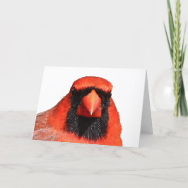 Tarjeta Cardenal septentrional