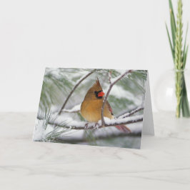 Tarjeta Cardenal septentrional de sexo femenino en árbol