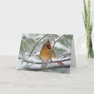 Tarjeta Cardenal septentrional de sexo femenino en árbol