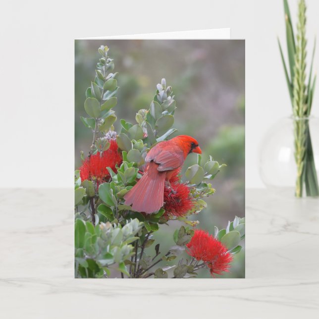 Tarjeta Cardenal septentrional rojo en un árbol de Lehua (Anverso)