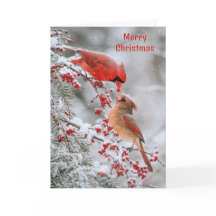 Cardenales de Navidad con bayas rojas en invierno