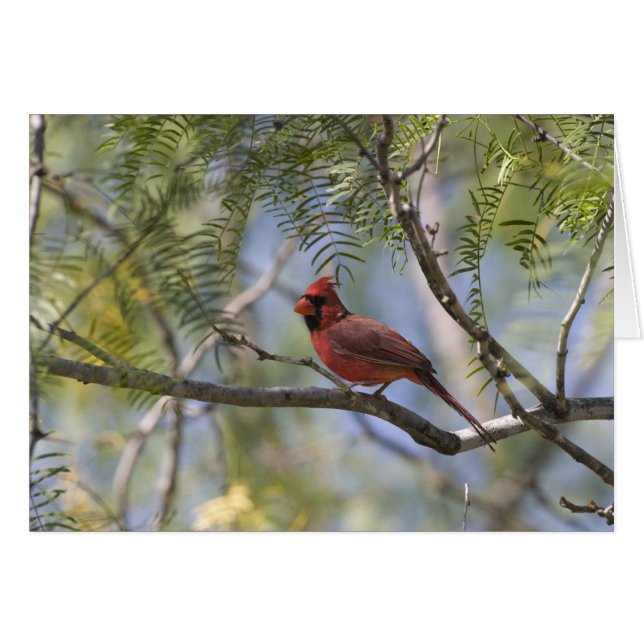 Tarjeta cardinal (Anverso (Horizontal))
