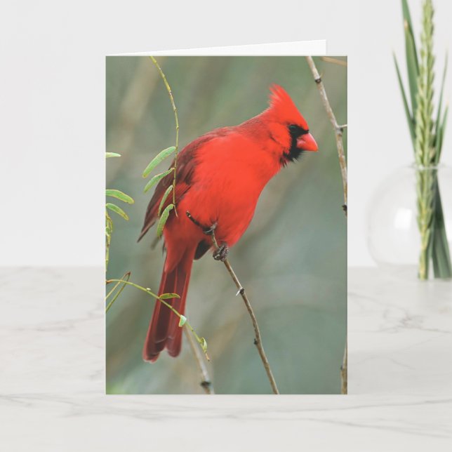 Tarjeta Cardinal Bird Photo (Anverso)