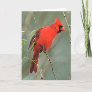 Tarjeta Cardinal Bird Photo
