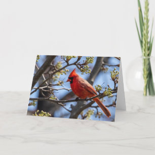 Tarjeta Cardinal Blank Note Card
