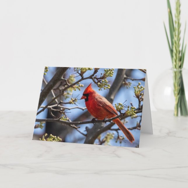 Tarjeta Cardinal Blank Note Card (Anverso)