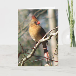 Tarjeta Cardinal Card femenino