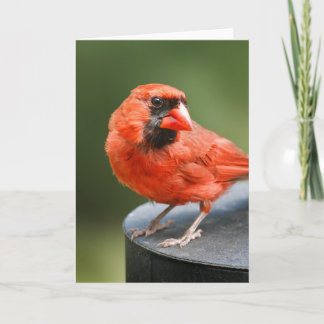 Tarjeta Cardinal Cutie