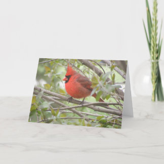 Tarjeta cardinal masculina (espacio en blanco)