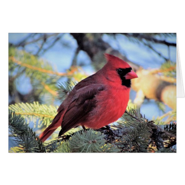 Tarjeta cardinal para las notas diarias (Anverso (Horizontal))