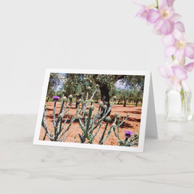 Tarjeta Cardo de Algodón, Planta Onopordum (Orquídea)