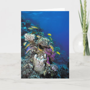 Tarjeta Cardumen de Salmonetes alrededor de pequeño coral
