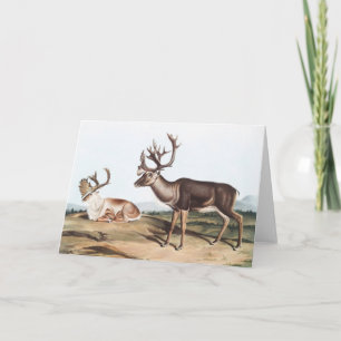 Tarjeta Caribou, American Rein Deer (Tarandus furcifer)