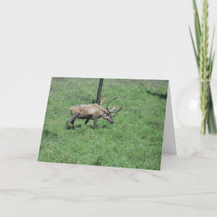 Tarjeta "Caribou" Get Well Card
