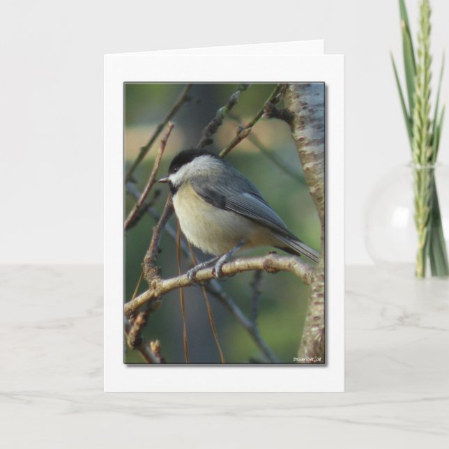 Tarjeta Carolina Chickadee Note Card (Anverso)