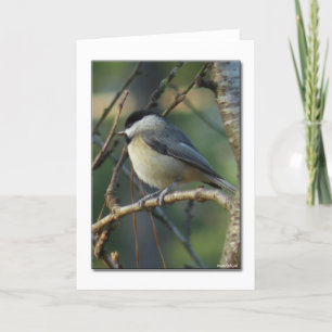 Tarjeta Carolina Chickadee Note Card
