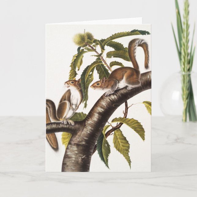 Tarjeta Carolina Gray Squirrel (Sciurus Carolinensis) (Anverso)