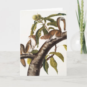 Tarjeta Carolina Gray Squirrel (Sciurus Carolinensis)