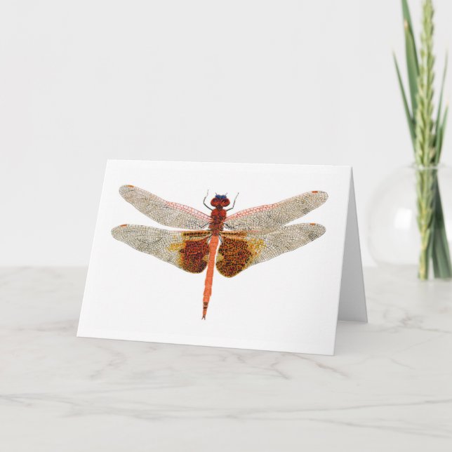 Tarjeta Carolina Saddlebags Dragonfly (Anverso)